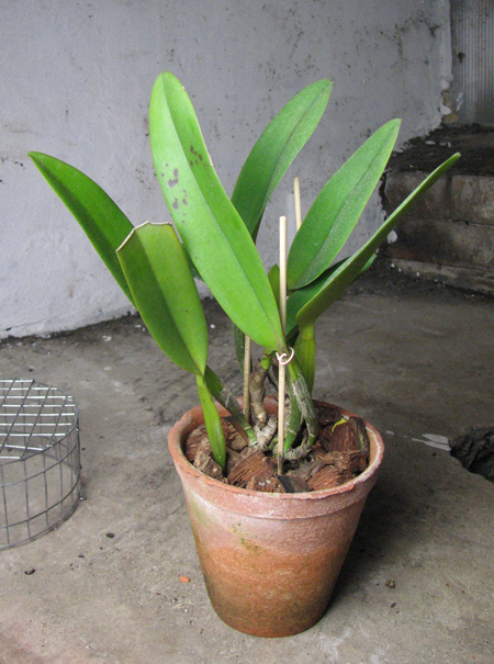 Potinara Little Toshie 'Yellow Rose'.jpg