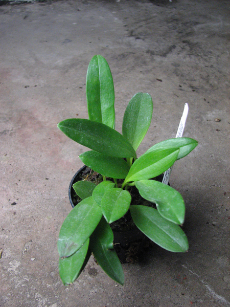 Masdevallia glandulosa.jpg