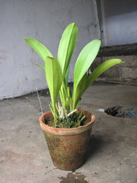 Masdevallia polysticta.jpg