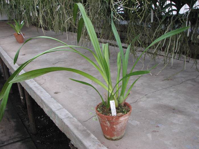 Cymbidium Chen's Ruby 'ORCHIS'.jpg