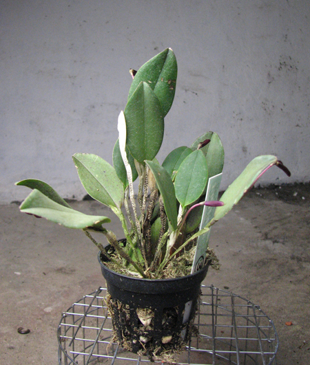 Restrepia elegans.jpg