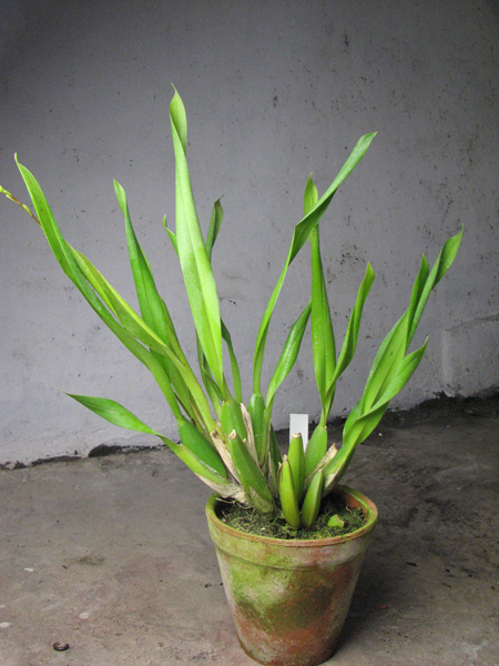 Bapticidium Hwuluduen Wasp 'Queen Bee'.jpg