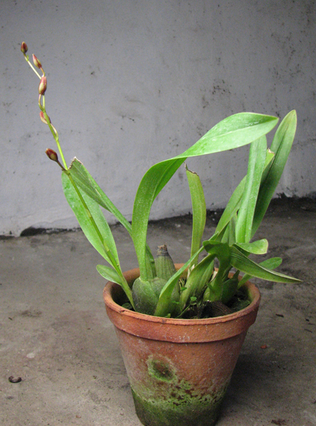 Burrageara Kilquea 'Hawaii'.jpg