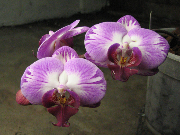 Doritaenopsis Taisuco Candystripe 'NO1'.jpg