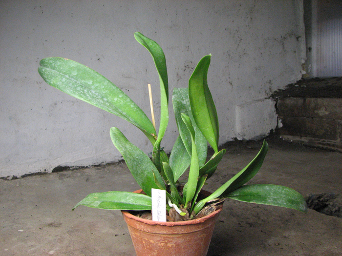Laeliocattleya Kazuko Takamatsu 'Seto Blue'.jpg
