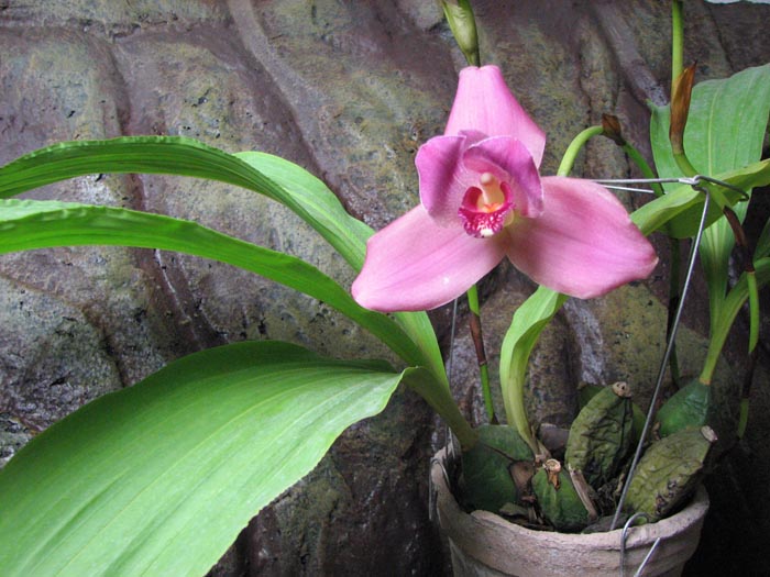 Lycaste Shonan Harmony x Lycaste Auburn.jpg