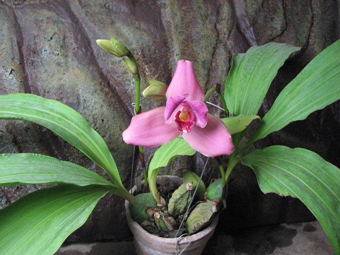 Lycaste Shonan Harmony x Lycaste Auburn.jpg