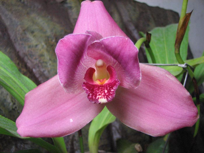 Lycaste Shonan Harmony x Lycaste Auburn.jpg
