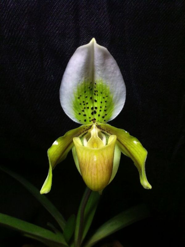 Paph. exul