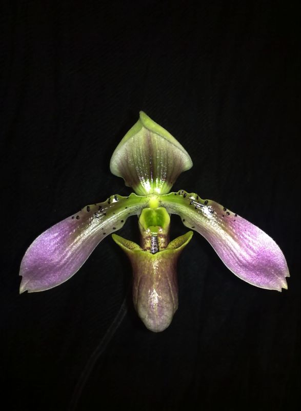 Копия 060120122416.jpg