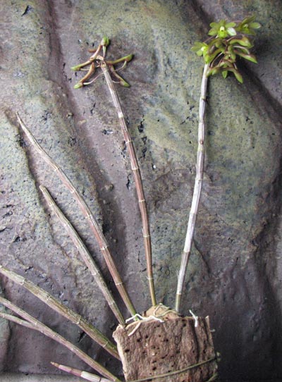 Dendrobium cerinum fma.jpg
