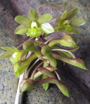 Dendrobium cerinum fma1.jpg