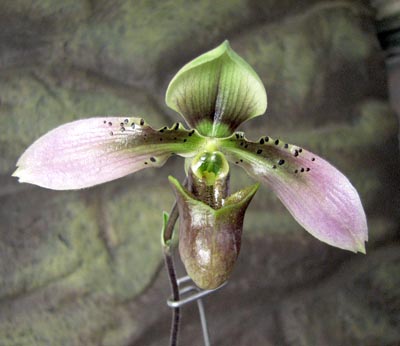 Paphiopedilum hainanense.jpg