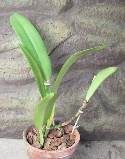 Cattleya quadricolor semi alba x Cattleya quadricolor semi alba 'Pompeu'.jpg