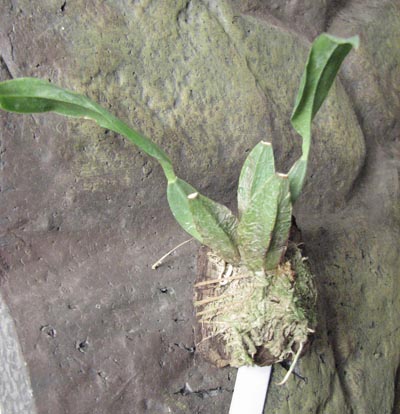 Rhynchostele cervantesii.jpg