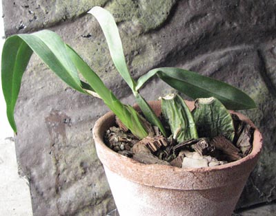 Rhynchostele aptera.jpg