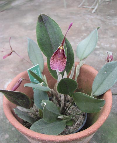 Restrepia elegans.jpg