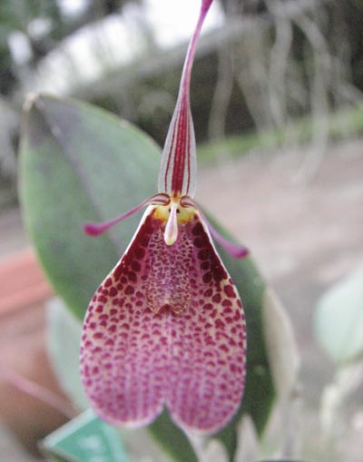 Restrepia elegans 1.jpg
