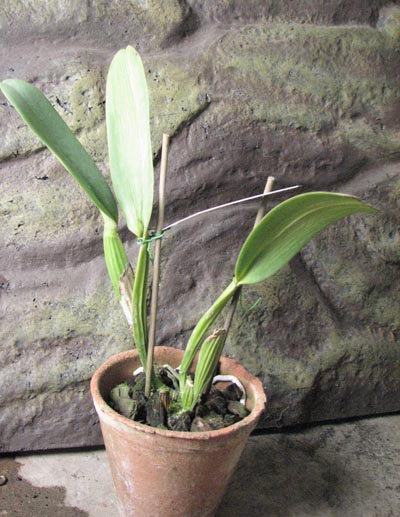 Cattleya labiata semi alba 'Marina' x Cattleya labiata alba 'Nuvem Branca'.jpg