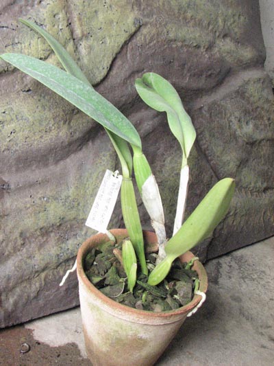 Cattleya labiata semi alba 'Garganta Escura' x Cattleya labiata semi alba sanguinea 'Paccione'.jpg