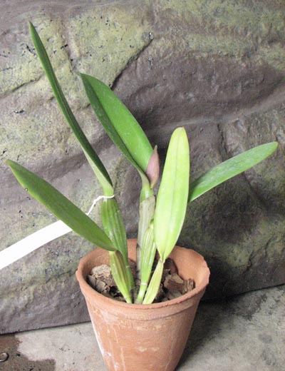 Cattleya labiata rubra 'Schuller' x Cattleya labiata rubra 'Deize'.jpg