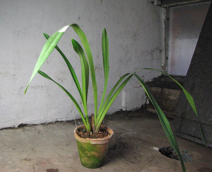 Cymbidium Dorothy Stockstill 'Forgotten Fruits'.jpg