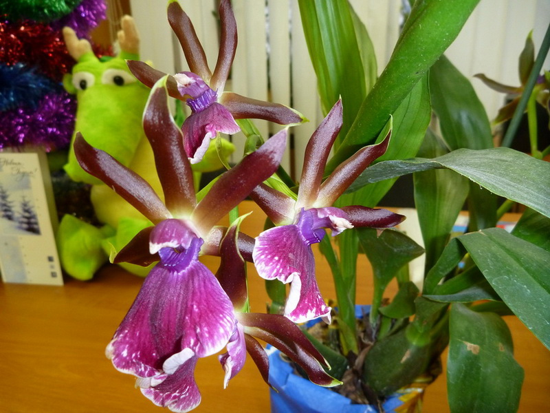 Zyg.Rhein Moonlight.jpg