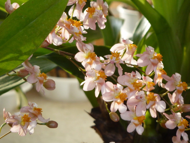 Onc. CT Romantic Fantasy.jpg