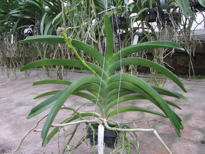 Vanda Sankhamphaeng x Vanda Patcharee's Delight.jpg