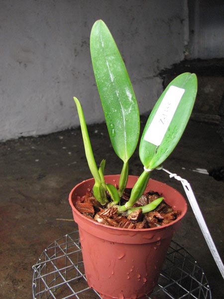 Cattleya labiata coerulea 'Filha de Junior' x Cattleya labiata coerulea 'Filha de Panelas'.jpg