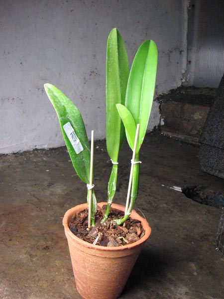 Cattleya quadricolor alba x Cattleya quadricolor suavissima.jpg