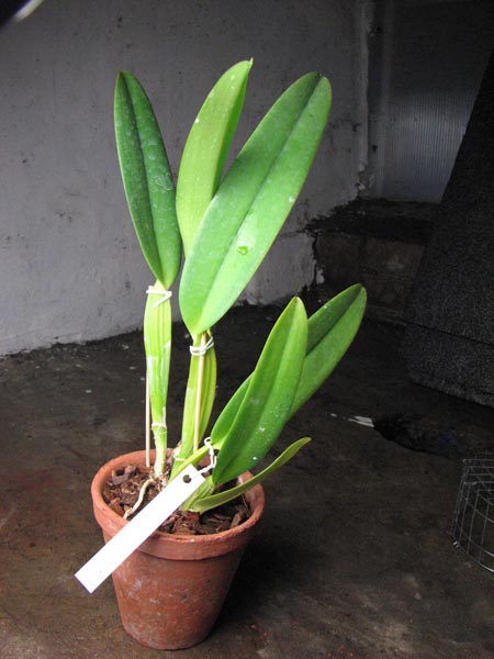 Cattleya labiata coerulea 'Bastiao' x Cattleya labiata coerulea 'Lourival'.jpg