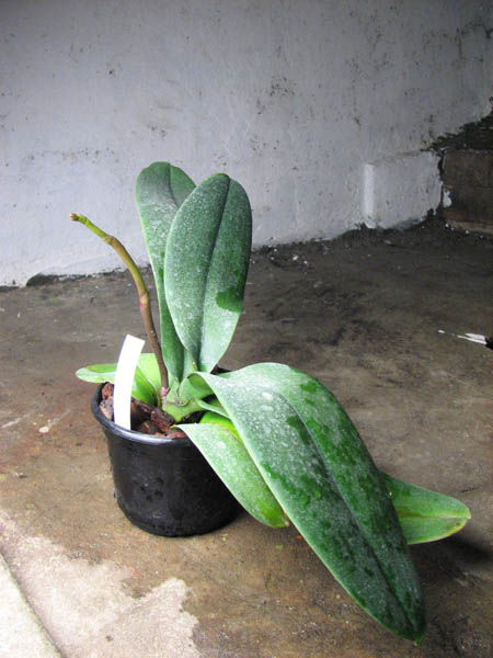 Doritaenopsis Leopard Prince 'Sogo'.jpg