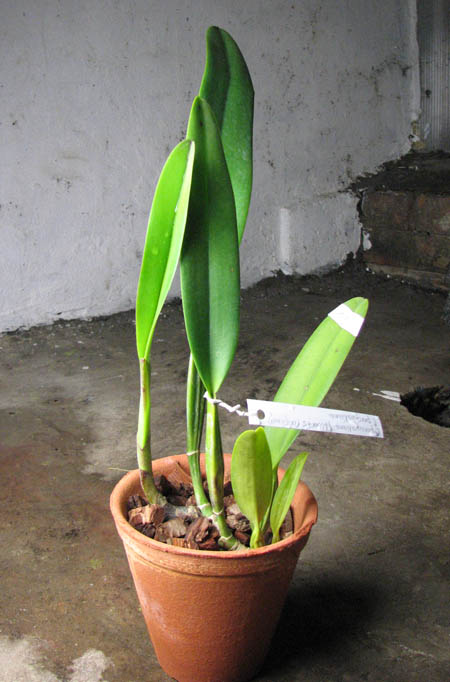 Cattleya percivaliana 'Alberts' (original) (02-6) x Cattleya percivaliana.jpg