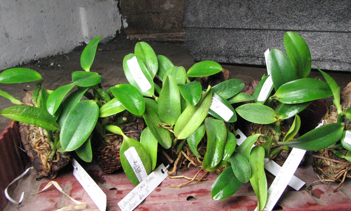 Laelia alaori alba 'Snow Flakes' x Laelia alaori alba 'SC'.jpg