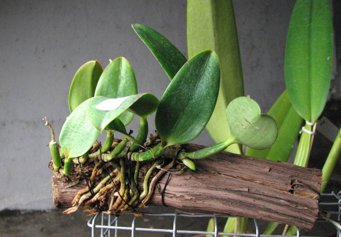 Laelia alaori escura II x Laelia alaori escura I.jpg