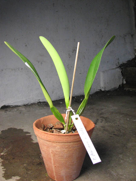 Cattleya dowiana x self.jpg