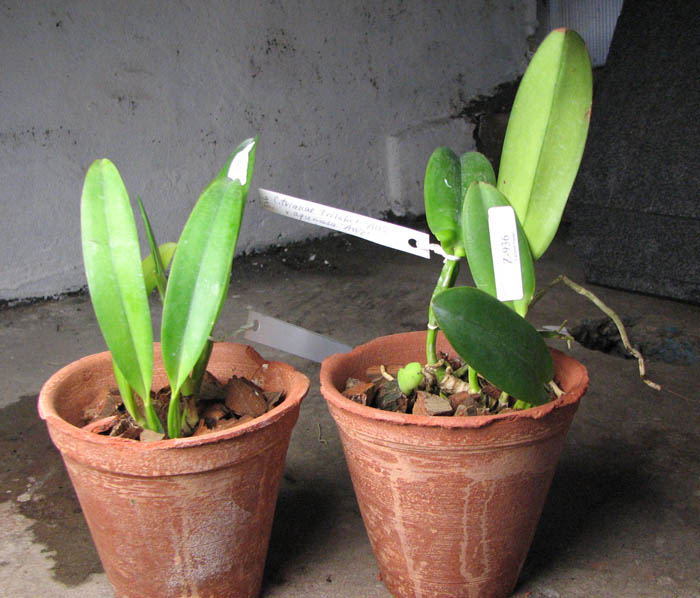 Cattleya trianae trilabelo 'AWZ' x Cattleya trianae aquinada 'AWZ.jpg