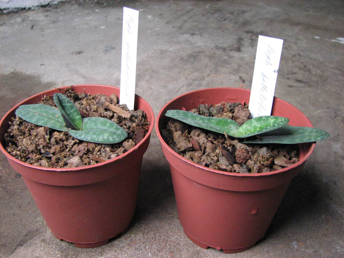 Paphiopedilum bellatulum.jpg