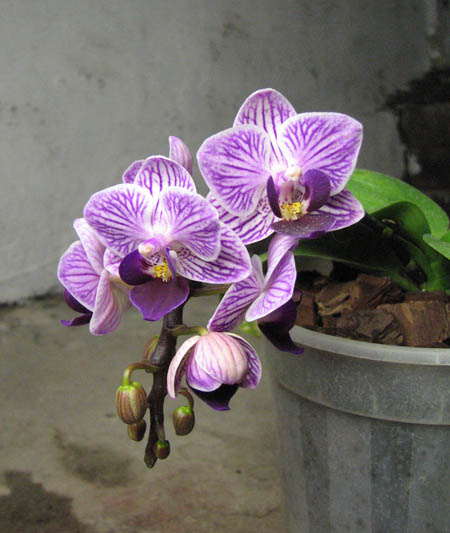 Doritaenopsis Sogo Vivien.jpg