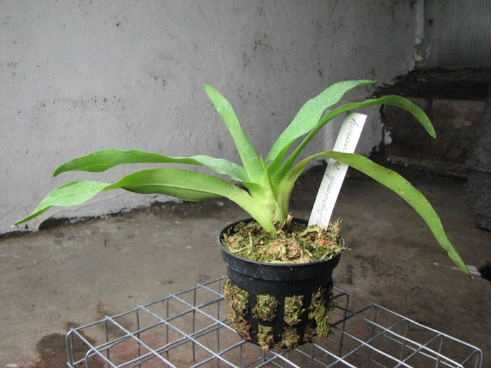 Aeranthes grandiflora.jpg