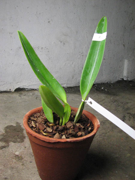 Cattleya labiata coerulescens 'Da Norma Dreher' x self.jpg