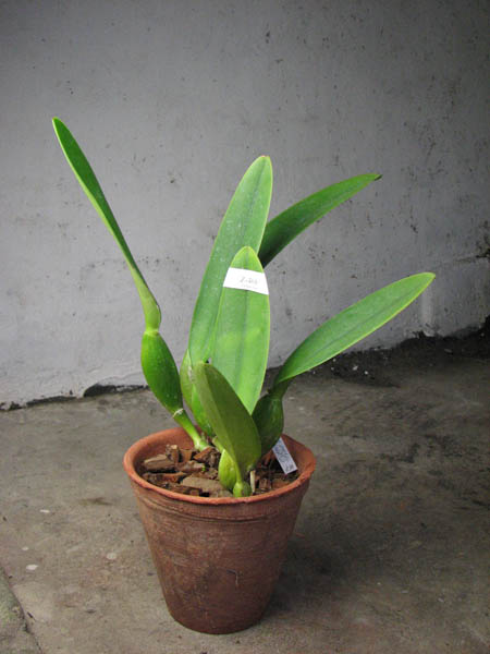 Cattleya trianae 'Fine Variety' x Cattleya trianae 'Oscura Posada' XXX.jpg