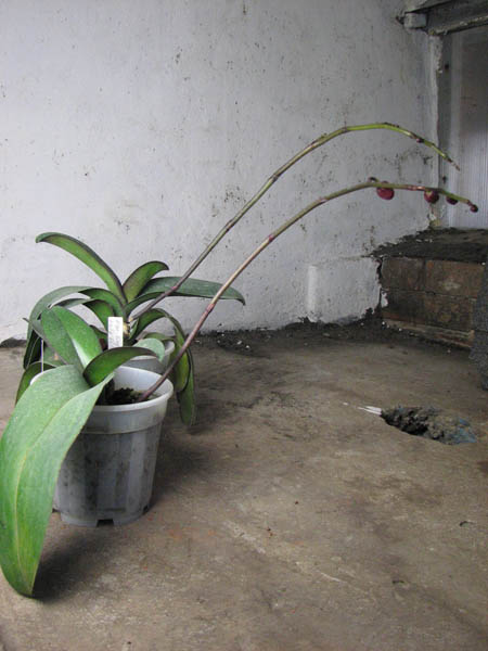 Doritaenopsis King Shiang's Baby 'Yellow Kitty'.jpg