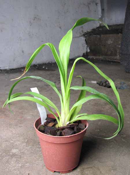 Zygopetalum (Pinaroo x Titanic).jpg