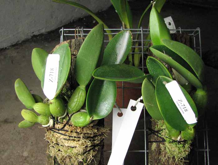 Laelia sincorana XXXX x Laelia sincorana coerulea.jpg