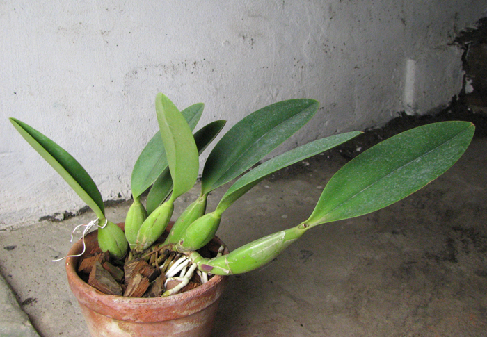 Laelia anceps guerrero x Laelia sincorana.jpg