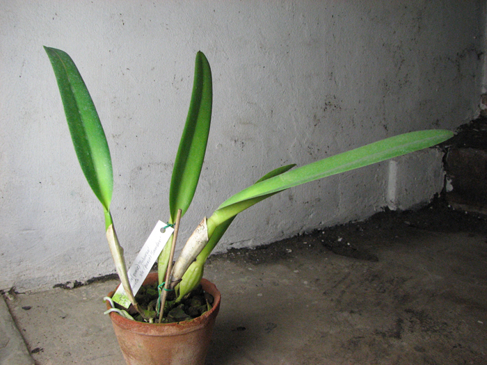 Laelia purpurata semi alba (quase) 'Tubarão' x Laelia purpurata semi alba (quase) 'Sander'.jpg
