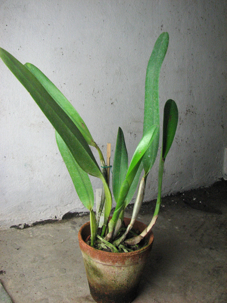 Laelia lobata coerulea.jpg