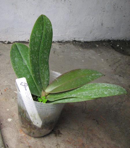 Phalaenopsis Brother Sara Gold.JPG